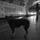 Image for article titled The Weirdest Urban Ecosystems On Earth